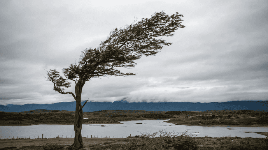 Ein einsamer vom Wind gebeugter Baum in einer weiten Landschaft als Metapher für Resilienz und das Grenzen setzen in Beziehungen unter Druck